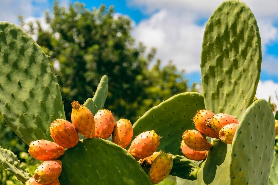 A Mediterranean Heritage