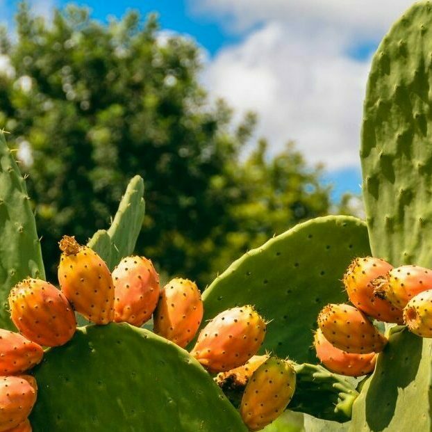 A Mediterranean Heritage